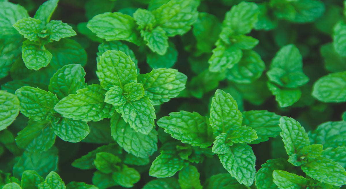 Vue du dessus de feuilles de menthe verte, fraîches, denses et texturées, prêtes pour la récolte ou pour une infusion aromatique. Image