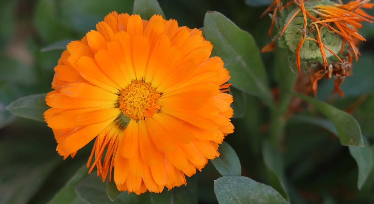Zoom sur une fleur orange de souci officinal (Calendula officinalis) en pleine floraison dans un jardin médicinal, montrant les détails des pétales et du cœur. Image