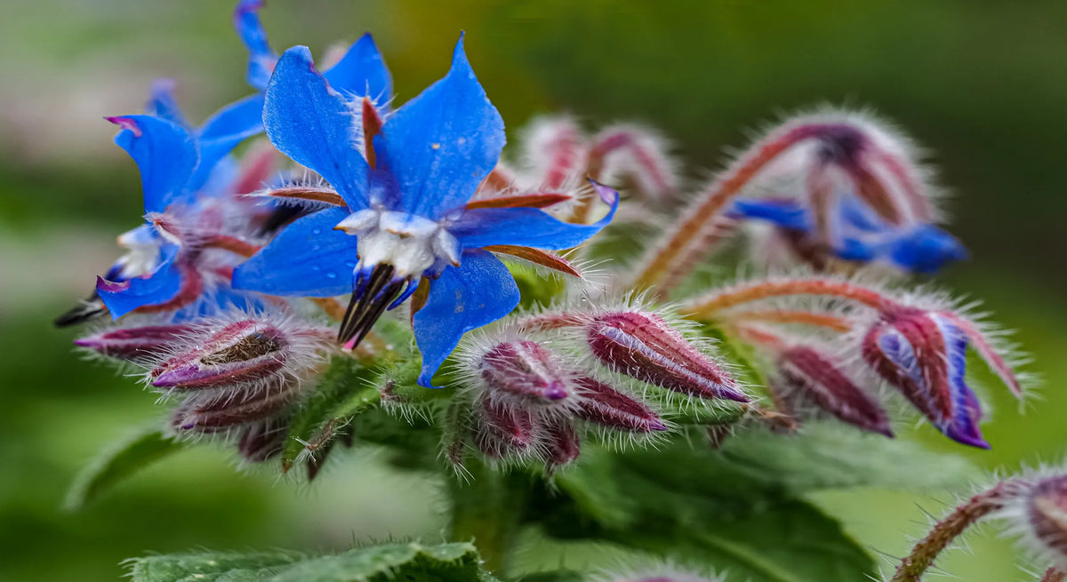 Macrophotographie d'une fleur de bourrache (Borago officinalis) d'un bleu éclatant avec ses boutons recouverts de duvets blancs, plante mellifère et médicinale. Image