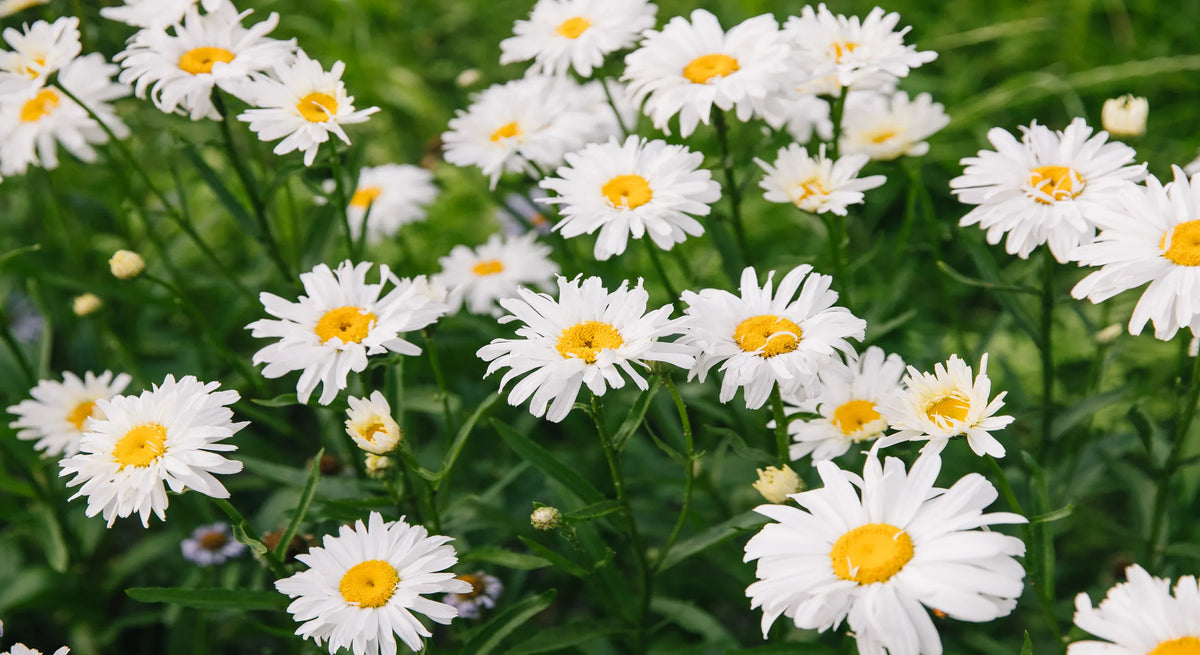 Gros plan sur un massif de marguerites blanches (Leucanthemum vulgare) aux cœurs jaunes, s'épanouissant au milieu d'une pelouse verte et d'herbe floue en été.