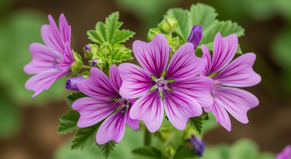 Gros plan sur des fleurs de grande mauve (Malva sylvestris) de couleur violette striée, entourées de boutons floraux et de feuilles vertes dentelées. Image
