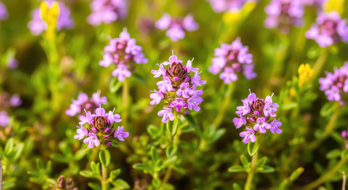 Gros plan sur la floraison de buissons de thym (Thymus vulgaris) ornés de délicates petites fleurs de couleur lavande et mauve en plein soleil. Image