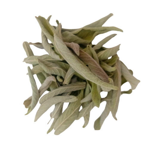 Sauge officinale (Salvia officinalis)