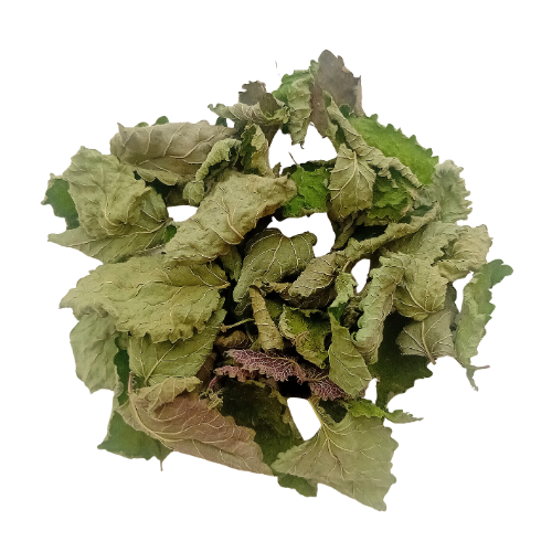 Mélisse officinale (Melissa officinalis)
